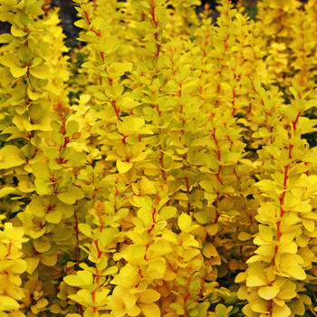 Berberis thunbergii Maria