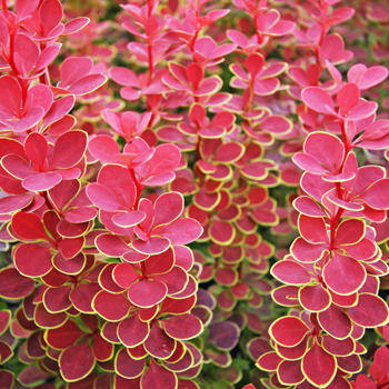 Berberys thunbergii orange sunrise