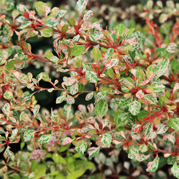 Berberis Natasza