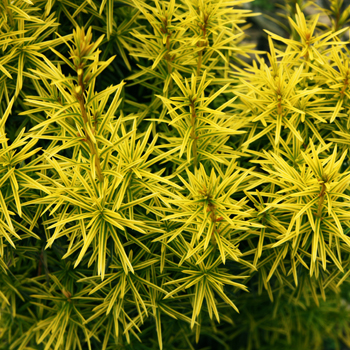 Taxus stefania