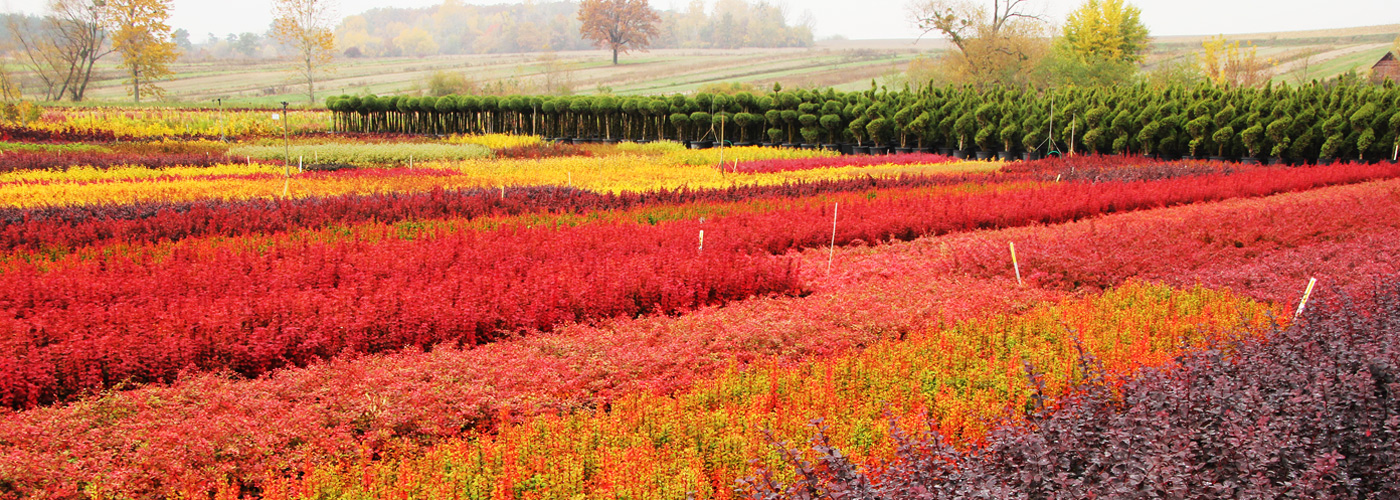 Plants from Poland