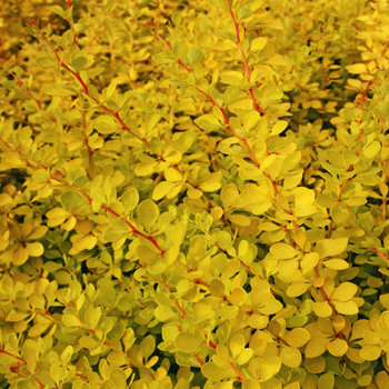 Berberis thunbergii sunny